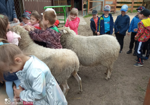 Przedszkolaki przyglądają się owieczkom.